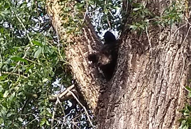 bear outside Cowden cabin